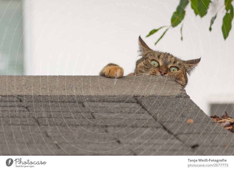 Ein bisschen verrückt Tier Haustier Katze 1 frech Überraschung Freude skurril Farbfoto Außenaufnahme Textfreiraum links Textfreiraum oben Tag Tierporträt