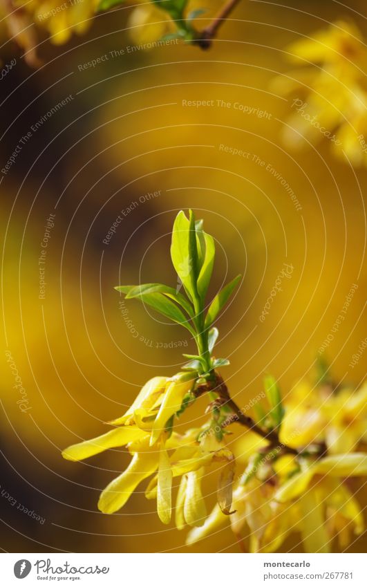 Güldener Frühling Umwelt Natur Pflanze Schönes Wetter Baum Sträucher Blatt Grünpflanze Wildpflanze Garten Duft dünn authentisch einfach Freundlichkeit trocken