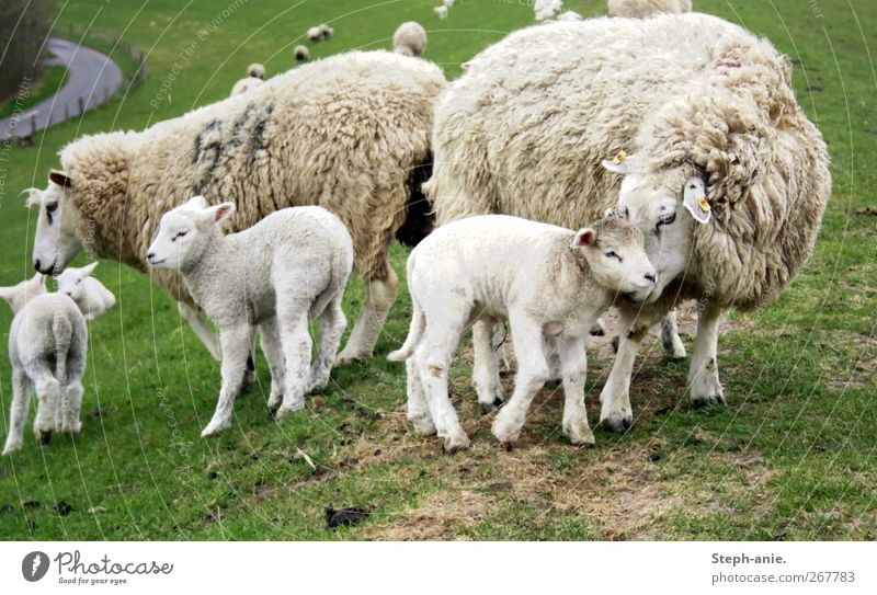 Schafmama Nutztier Schafherde Herde Tierjunges Tierfamilie authentisch Freundlichkeit Zusammensein Glück niedlich Vertrauen Sicherheit Geborgenheit Einigkeit