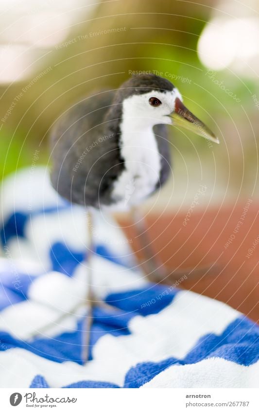 Kleiner frecher Strandläufer Erholung Ferien & Urlaub & Reisen Insel Malediven Tier Wildtier Vogel Weißbrust-Kielralle 1 Handtuch außergewöhnlich exotisch