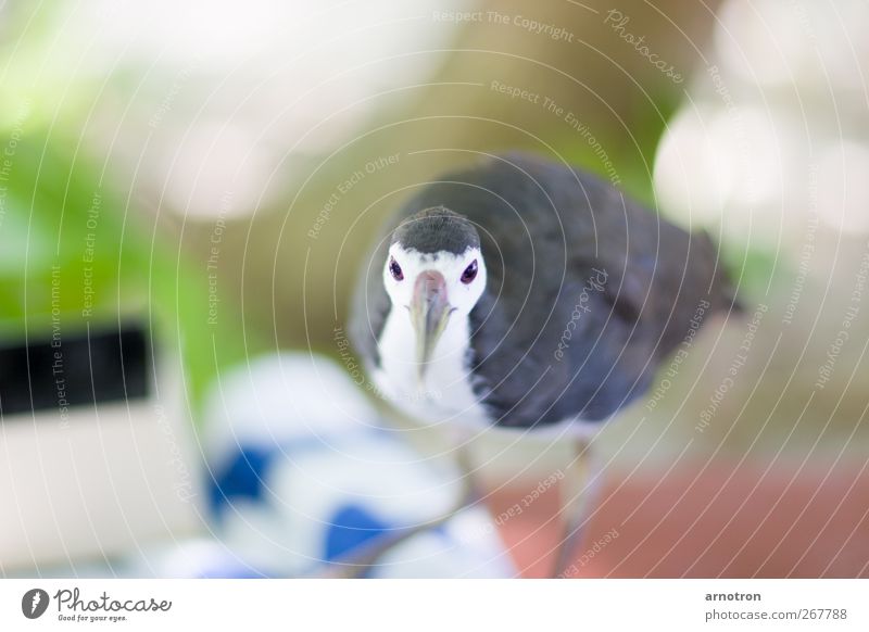 Kleiner frecher Strandläufer Ferien & Urlaub & Reisen Insel Malediven Tier Wildtier Vogel Weißbrust-Kielralle 1 beobachten Neugier niedlich blau grau grün