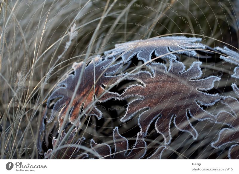 Dekoration aus Metall mit Raureif und Gräsern im Garten Umwelt Natur Pflanze Winter Eis Frost Gras Dekoration & Verzierung frieren ästhetisch außergewöhnlich