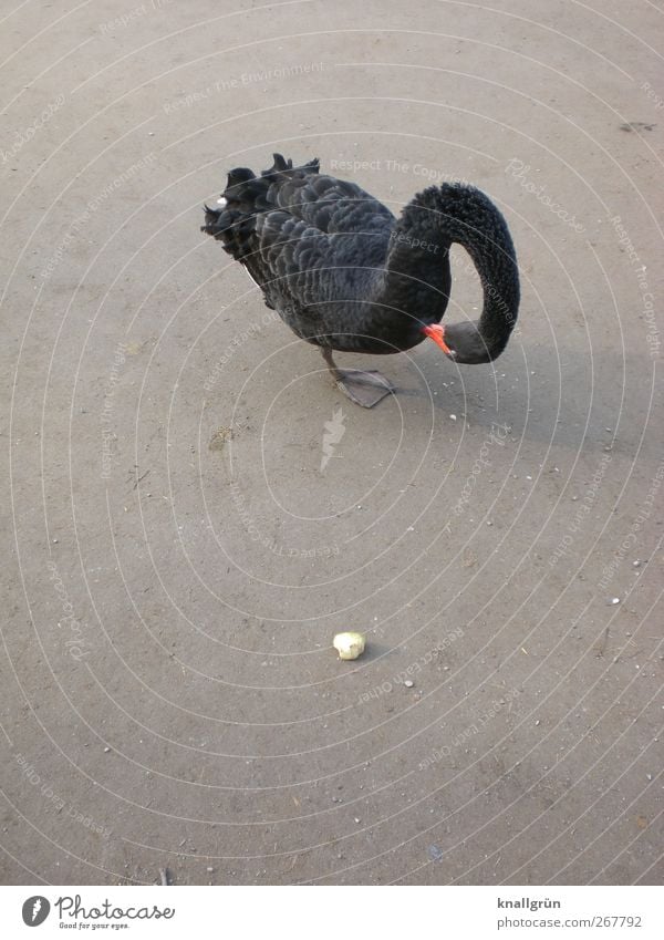 Futtersuche Tier Schwan Trauerschwan 1 füttern stehen grau schwarz gekrümmt Vogel Farbfoto Außenaufnahme Menschenleer Textfreiraum links Textfreiraum oben