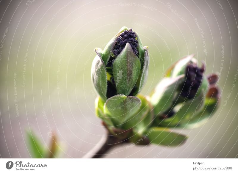 Frühlingserwachen Pflanze Schönes Wetter Blume Blatt Blüte Grünpflanze Garten ästhetisch natürlich Farbfoto Außenaufnahme Menschenleer Tag Zentralperspektive