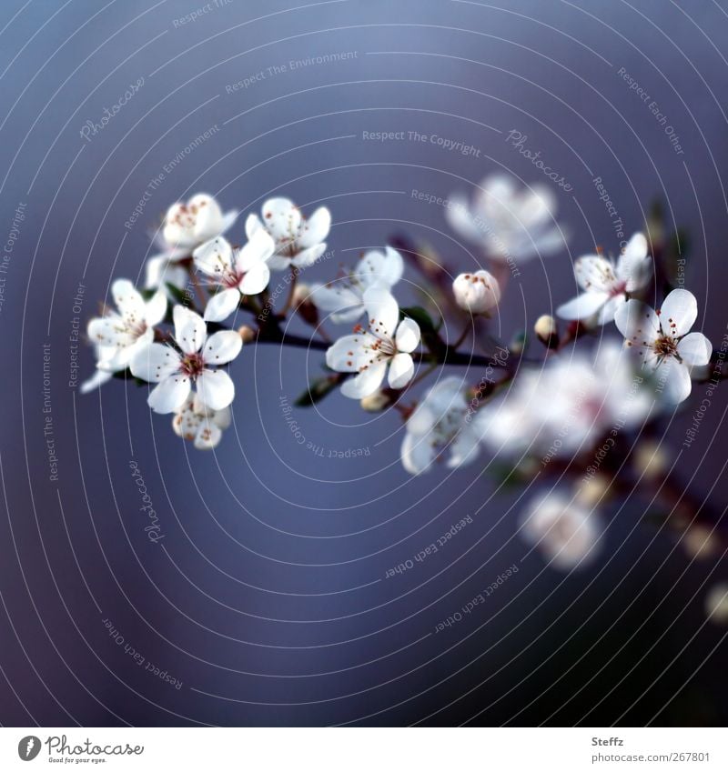 Kirschblüte Kirschblüten Frühblüher dezent Frühlingsboten Blütezeit April Mai Kirschenblüten zarte Blüten weiße Blüten Jungpflanze Frühlingsblume