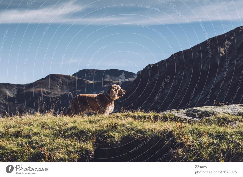 Hund auf Berggipfel wandern Klettern Bergsteigen Natur Landschaft Wolkenloser Himmel Sommer Schönes Wetter Wiese Alpen Berge u. Gebirge beobachten Erholung