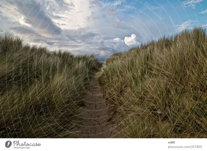 Freundchen, ab jetzt weht ein ganz anderer Wind! Sinnesorgane Erholung ruhig Umwelt Natur Landschaft Sand Horizont Sommer Klima Schönes Wetter Gras Küste Strand