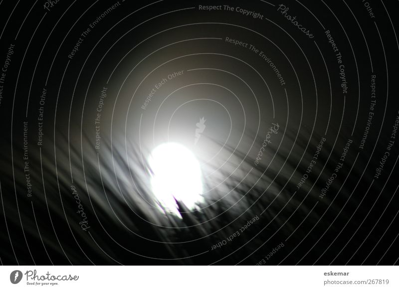 Vollmond hinter Palmen Natur Pflanze Wolken Nachthimmel Mond Baum Palmenwedel authentisch dunkel Originalität grau schwarz Stimmung Romantik Fernweh