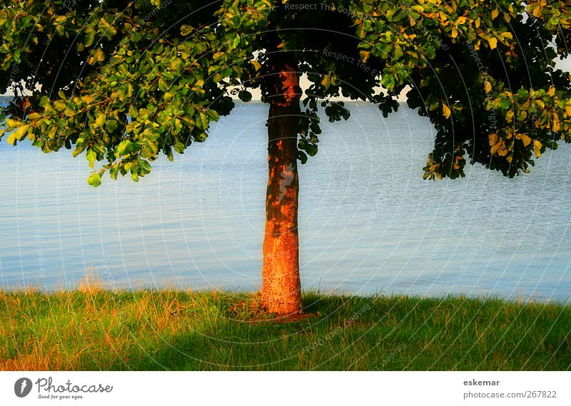 Baum Sommer Sonne Umwelt Natur Pflanze Wasser Gras Wiese See Erholung schön natürlich Wärme blau grün Stimmung Lebensfreude Kraft Schutz Freizeit & Hobby