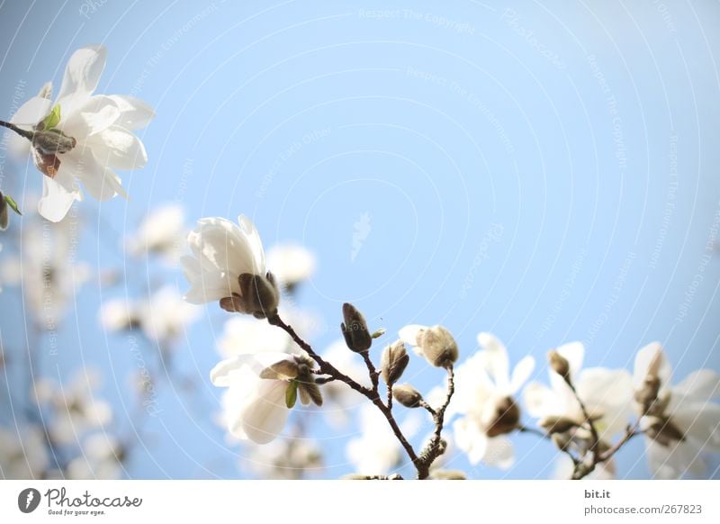 Magnolia... Lifestyle harmonisch Wohlgefühl Sinnesorgane ruhig Valentinstag Muttertag Hochzeit Geburtstag Taufe Natur Pflanze Frühling Sommer Schönes Wetter