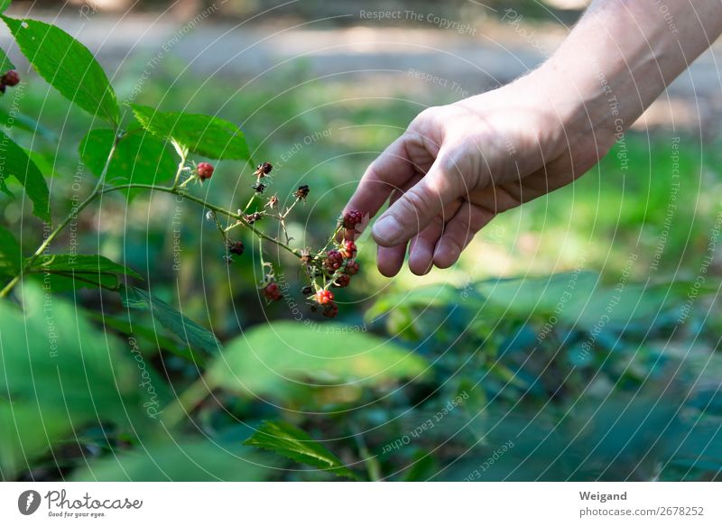 Waldhimbeeren Lebensmittel Ernährung Bioprodukte Vegetarische Ernährung Slowfood Fingerfood Duft Hand Pflanze dankbar Frucht pflücken Ernte Glück Himbeeren