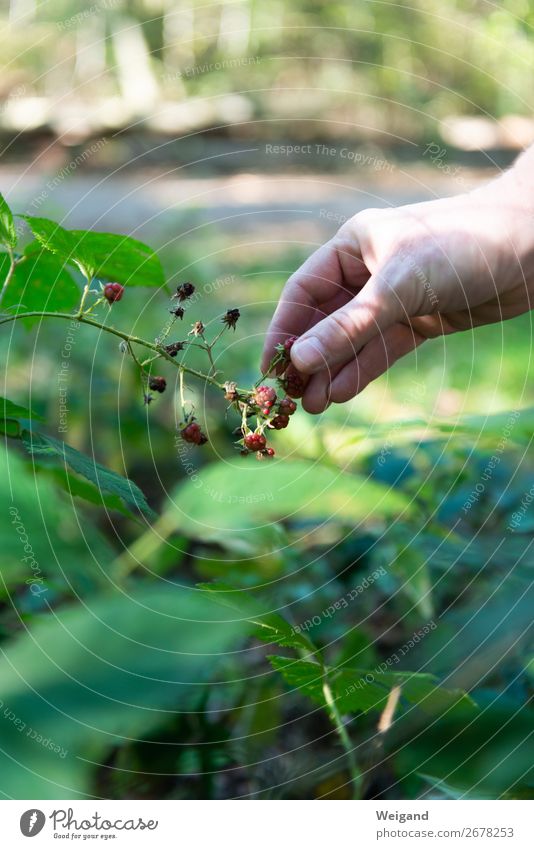 Himbeerhimmel Lebensmittel Frucht Ernährung Bioprodukte Vegetarische Ernährung Slowfood Duft frisch Gesundheit grün Wald Himbeeren Beeren Hand pflücken Ernte