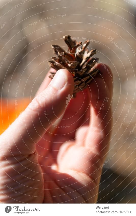 Tannenzapfen Meditation Wald braun Güte Herbst Weihnachten & Advent Sammlung Farbfoto Gedeckte Farben Schwache Tiefenschärfe