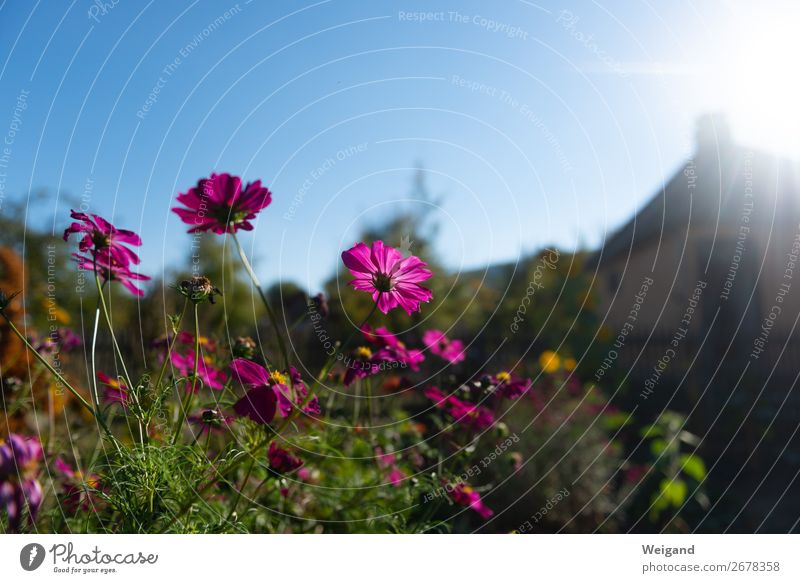 Sommertraum Umwelt Natur Pflanze Sonne Herbst Grünpflanze glänzend violett Zusammensein Liebe Garten Blume Blüte Licht Farbfoto Textfreiraum oben