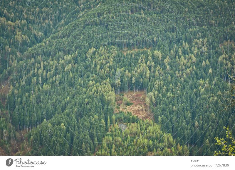 Wald Landwirtschaft Forstwirtschaft Umwelt Natur Landschaft Pflanze Urelemente Frühling Sommer Klima Klimawandel Schönes Wetter Berge u. Gebirge authentisch