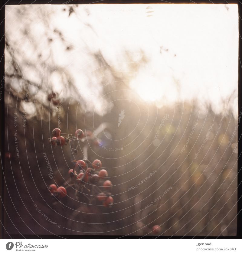 Jetzt wird es schöner Umwelt Schönes Wetter Pflanze Sträucher Blüte Wildpflanze Wärme braun rot analog Rahmen Unschärfe Farbfoto Menschenleer Textfreiraum oben