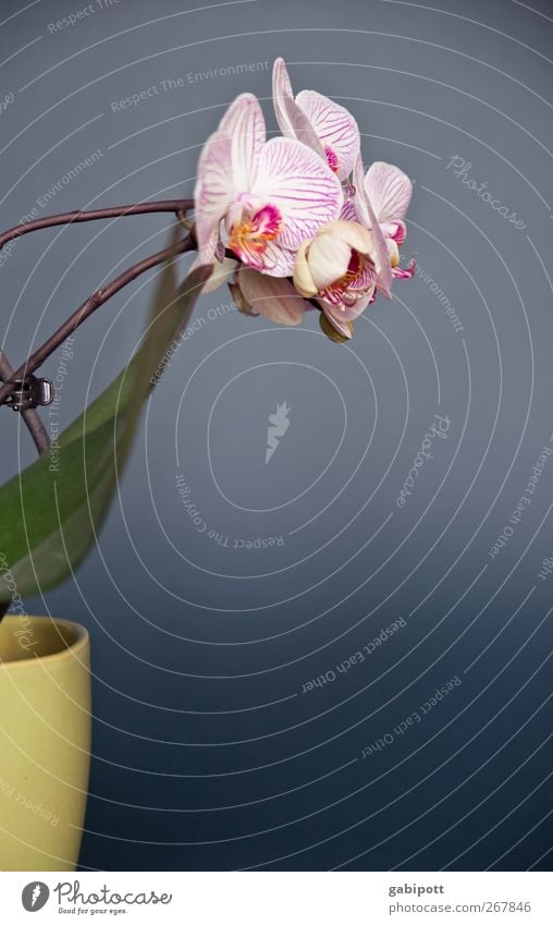 die genügsame Schöne Umwelt Natur Pflanze Orchidee Blatt Blüte Topfpflanze exotisch Blühend Wachstum Duft schön positiv blau grün rosa Lebensfreude