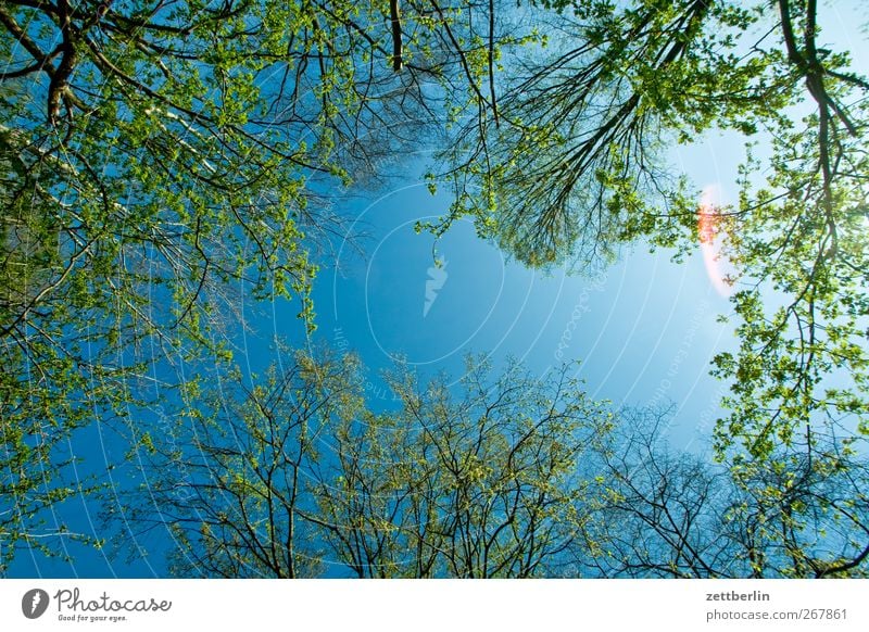 Frühlüngshümmel Garten Umwelt Natur Pflanze Himmel Frühling Klima Klimawandel Wetter Schönes Wetter Blume Blüte Grünpflanze Wachstum frisch Unendlichkeit schön