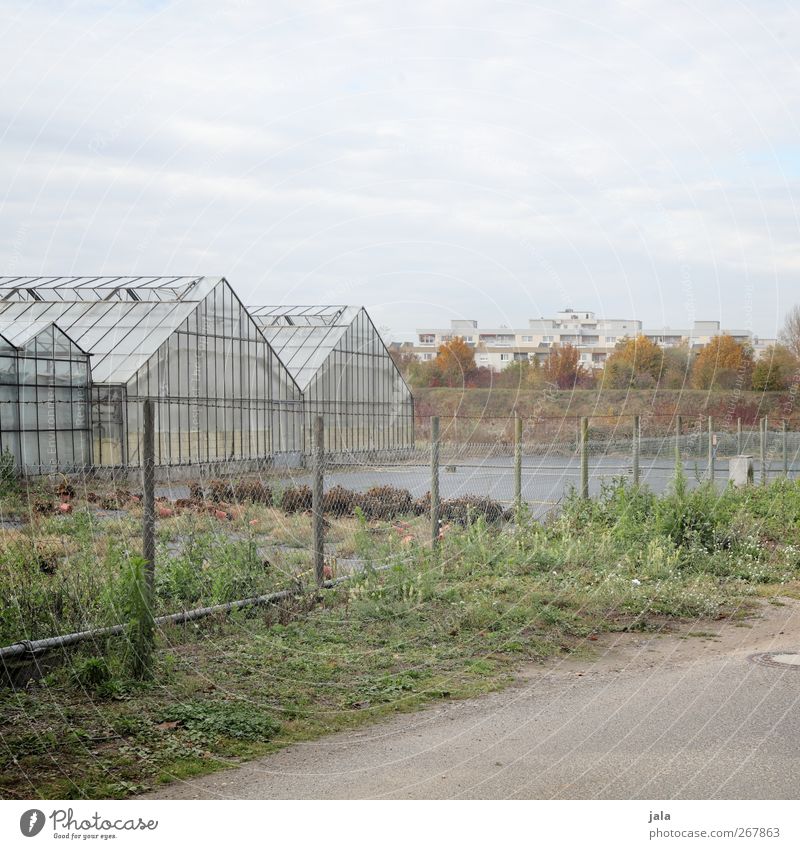 stadtrand Himmel Pflanze Baum Gras Haus Bauwerk Gebäude Gewächshaus trist Stadt Farbfoto Außenaufnahme Menschenleer Tag