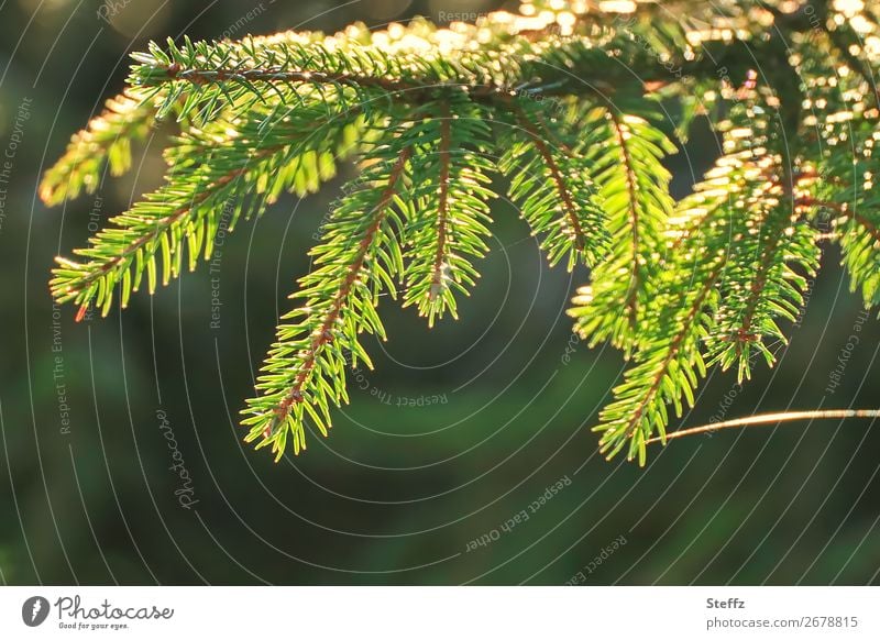 Tannenzweig mit Lichtband Tannennadel schönes Herbstlicht Gegenlicht schönes Herbstwetter Spinnennetz Lichtschein Lichtreflexe Sonnenlicht November