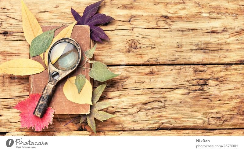 trockenes Blatt zur Herstellung von Herbarium Pflanze Natur Hintergrund trocknen Botanik Flora Lupe natürlich Blüte Makro saisonbedingt Herbst geblümt Muster