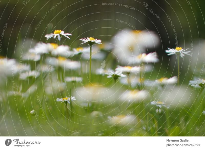 Gänseblümchen Umwelt Natur Pflanze Gras Frühlingsgefühle Gräserblüte Sommer schön Picknick grün gelb Farbfoto Außenaufnahme Textfreiraum oben Textfreiraum unten