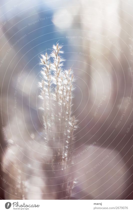 Verträumter Herbst harmonisch ruhig Natur Pflanze Gräserblüte Ziergras Blühend leuchten exotisch Zusammensein natürlich blau Reinheit Hoffnung demütig träumen