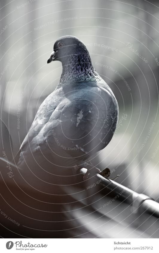 taubenblau Dach Dachrinne Tier Vogel Taube 1 Gitter Auge Schnabel Abheben Feder Streifen Blick blaustich Farbfoto Gedeckte Farben Außenaufnahme Experiment Tag