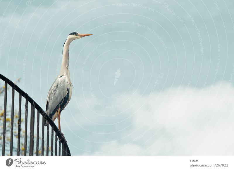 Wie Sie sehen ... Umwelt Tier Urelemente Luft Himmel Wolken Sommer Schönes Wetter Wildtier Vogel 1 stehen warten dünn elegant natürlich Neugier Reiher Geländer