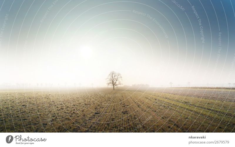 Baum im Herbstmorgennebel Landschaft Erde Wolkenloser Himmel Nebel Feld Willensstärke Einsamkeit Farbfoto Außenaufnahme Menschenleer Morgen Sonnenlicht