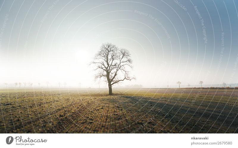 Baum im Herbstmorgennebel Umwelt Landschaft Pflanze Erde Wolkenloser Himmel Sonnenaufgang Sonnenuntergang Nebel Feld Dorf Stadtrand Mut authentisch Farbfoto