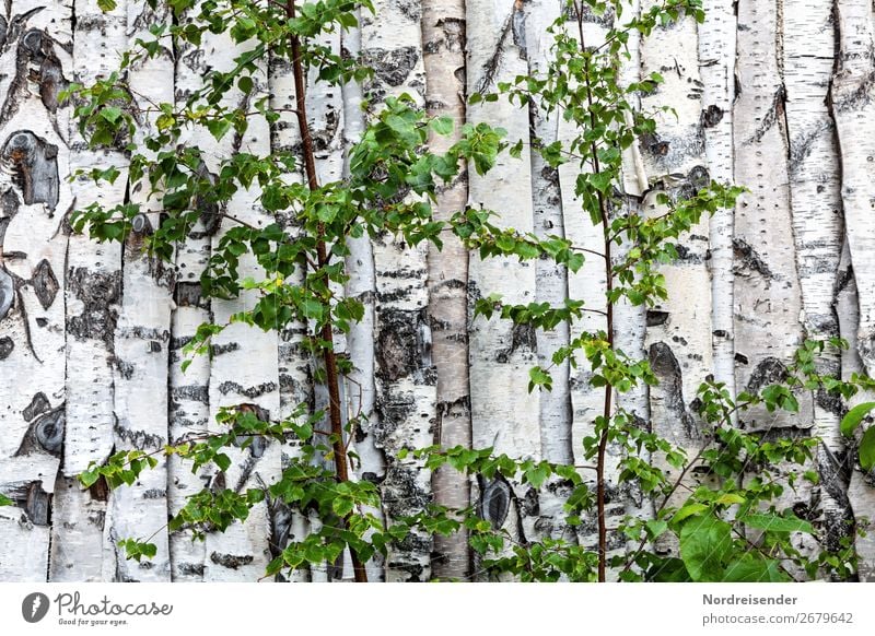 Im Land der Birken Tourismus Handwerk Natur Baum Sträucher Wald Haus Hütte Bauwerk Gebäude Architektur Mauer Wand Fassade Holz Häusliches Leben bizarr chaotisch