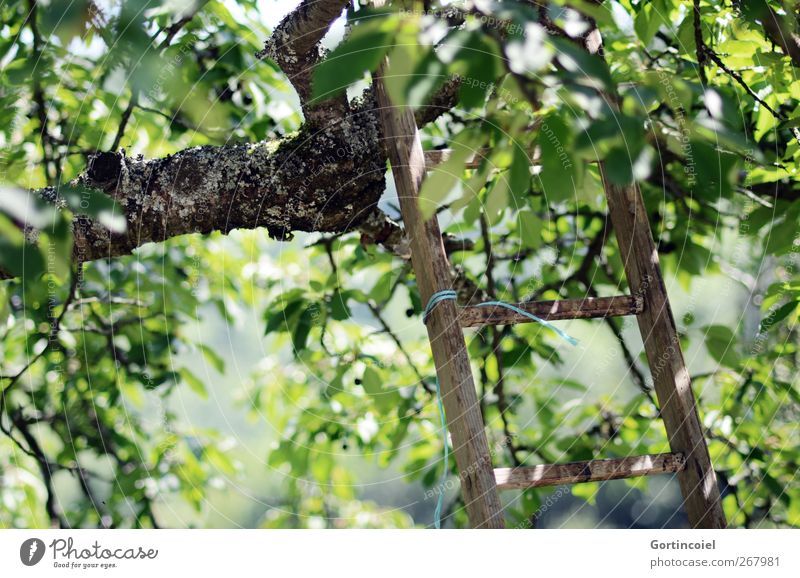 Pflücken Natur Sommer Pflanze Baum Blatt Garten grün Kirschbaum Leiter Leitersprosse pflücken Landleben Ernte Farbfoto Außenaufnahme Menschenleer Tag Licht