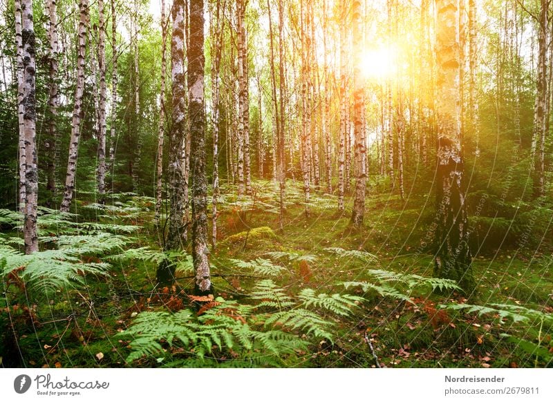 Birkenwald im Frühling Ausflug Sommer wandern Natur Landschaft Pflanze Schönes Wetter Baum Gras Sträucher Moos Park Wald natürlich Idylle Stimmung Farn