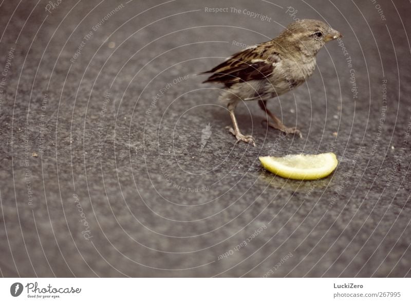 Spatz auf Grau mit a bit of yellow Frucht Zitrone Ernährung Limonade Natur Tier Stadt Stadtzentrum Terrasse Wege & Pfade Wildtier Vogel Flügel 1 Stein Fressen