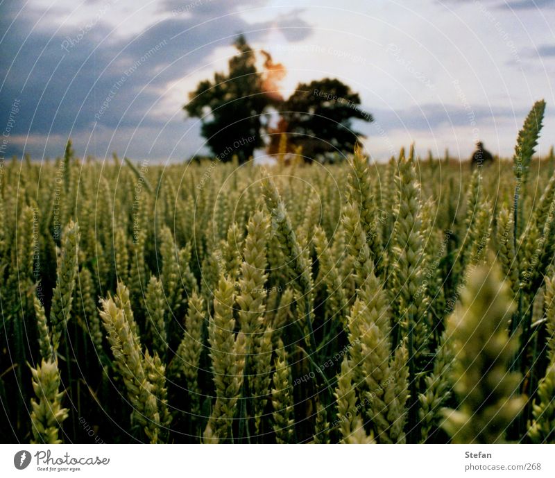 Erntezeit Feld Baum Korn Abend Babisnauer Pappel