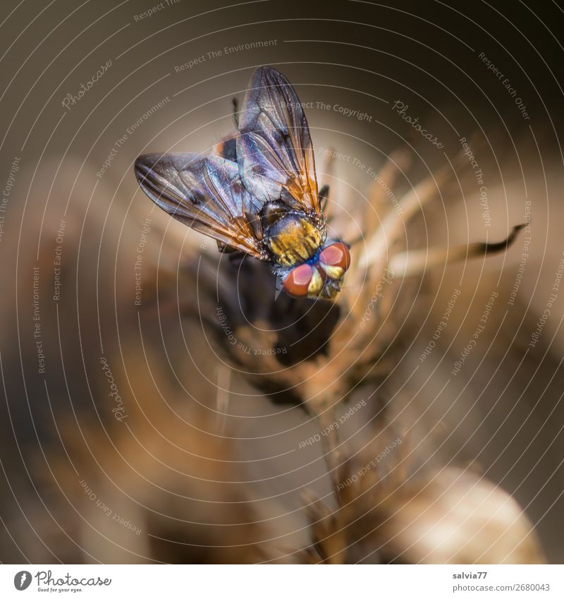 eye of the fly Umwelt Natur Pflanze Blatt Tier Fliege Tiergesicht Flügel Insekt Facettenauge 1 beobachten braun Wachsamkeit Blick Auge Farbfoto Gedeckte Farben