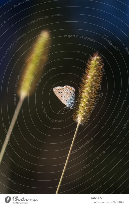 parallel Umwelt Natur Pflanze Tier Sommer Gras Blüte exotisch Borstenhirse Hirse Schmetterling Bläulinge 1 leuchten schwarz ästhetisch Pause Kontrast Farbfoto