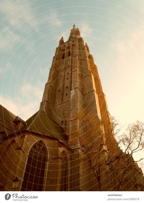 Onze-Lieve-Vrouwekerk Brügge Architektur Himmel Frühling Sommer Schönes Wetter Baum Belgien Kleinstadt Stadt Stadtzentrum Altstadt Kirche Bauwerk Mauer Wand