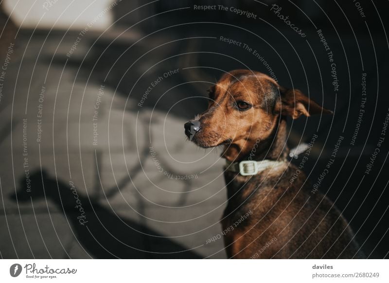 Porträt eines Jagdhundes. Lifestyle Tier Straße Haustier Hund 1 niedlich braun Farbe Großstadt anleinen Model Bürgersteig Kopf Ausdruck Farbfoto Außenaufnahme