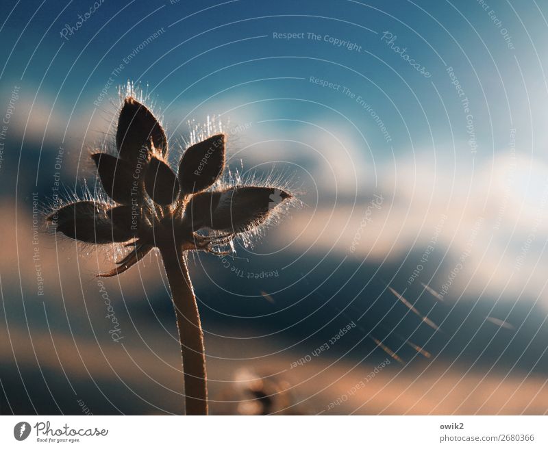 Versponnene Geranie Umwelt Natur Pflanze Luft Himmel Wolken Herbst Schönes Wetter Blume Blüte Topfpflanze Balkonpflanze Pelargonie stehen Wachstum glänzend