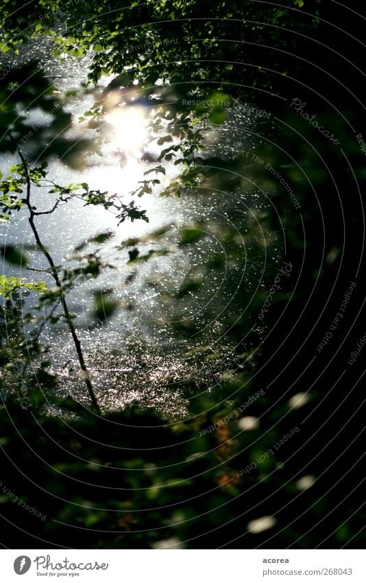 Waldlicht 2 Natur Pflanze Wasser Baum Sträucher Blatt grün schwarz Idylle ruhig Gedeckte Farben Außenaufnahme Menschenleer Licht Schatten Silhouette