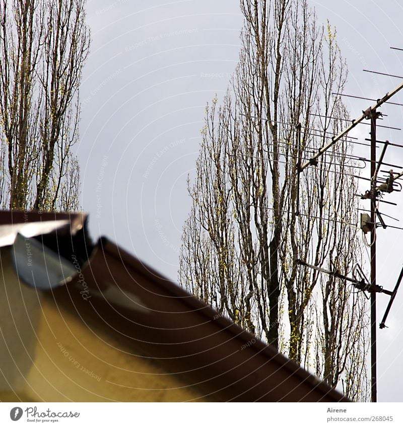 Empfänger Technik & Technologie Unterhaltungselektronik Pflanze Himmel Baum Menschenleer Haus Gebäude Dach Dachrinne Antenne Linie Fernsehen schauen eckig blau