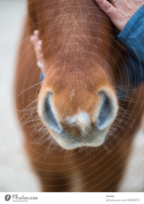 Nüstern Islandpferd Reitsport Landwirtschaft Forstwirtschaft Mensch feminin Hand Finger 1 Island Ponys Tier Nutztier Wildtier Pferd Fell berühren Kommunizieren