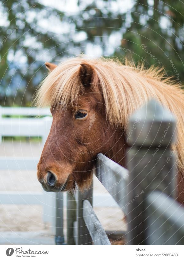 Islandpony schaut über Zaun Reitsport Reitplatz Landwirtschaft Forstwirtschaft Umwelt Natur Pflanze Baum Tier Nutztier Wildtier Pferd Tiergesicht Fell Mähne