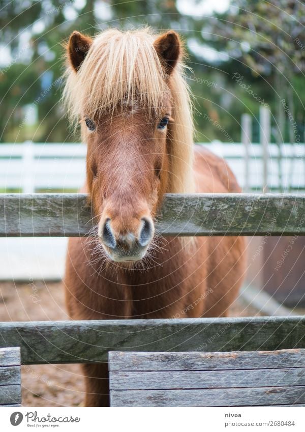 Isländerpferd schaut über Zaun Reitsport Landwirtschaft Forstwirtschaft Umwelt Natur Pflanze Blume Tier Nutztier Wildtier Pferd Fell Mähne 1 Paddock Stall Sand