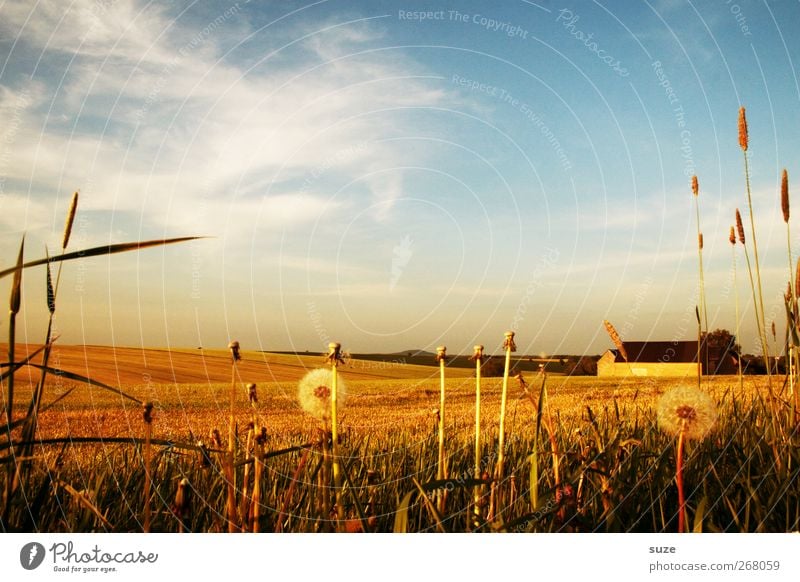 Sommerzeit Umwelt Natur Landschaft Pflanze Urelemente Himmel Wolken Klima Schönes Wetter Wärme Gras Nutzpflanze Feld Hügel Pause Scheune Löwenzahn Straßenrand