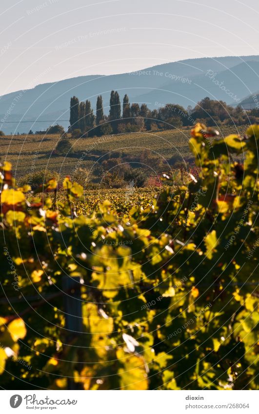 Il Palatino Landwirtschaft Forstwirtschaft Umwelt Landschaft Himmel Wolkenloser Himmel Herbst Schönes Wetter Pflanze Baum Grünpflanze Nutzpflanze Wein Weinbau