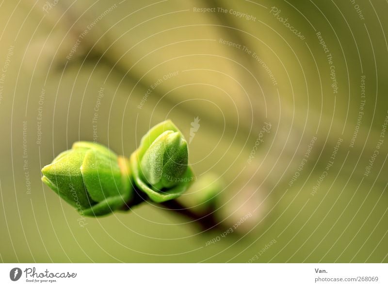 zusammen wachsen Natur Pflanze Frühling Schönes Wetter Baum Sträucher Blatt Blattknospe Zweig Fliederbusch Garten Wachstum Wärme grün Farbfoto mehrfarbig