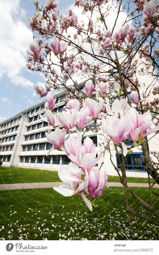 Magnolie Umwelt Natur Frühling Sommer Klima Klimawandel Schönes Wetter Pflanze Blüte Magnoliengewächse Magnolienbaum Wiese Bauwerk Gebäude Blühend frisch schön